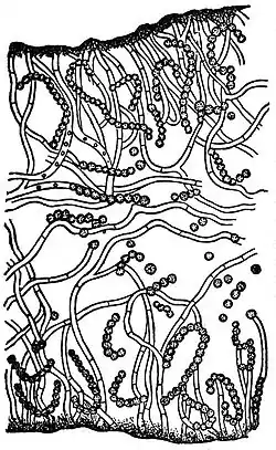 EB1911 Lichens - Collema conglomeratum.jpg