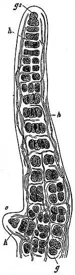 EB1911 Lichens - Ephebe pubescens.jpg