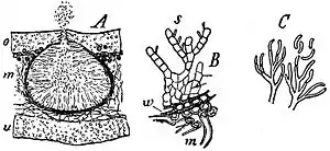 EB1911 Lichens - Gyrophora cylindrica.jpg