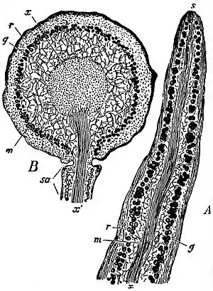 EB1911 Lichens - Usnea barbata (2).jpg