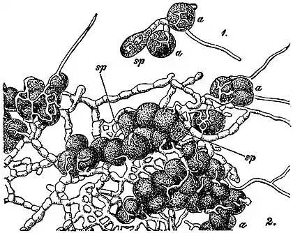 EB1911 Lichens - Xanthoria parietina.jpg