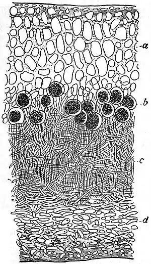 EB1911 Lichens - heteromerous lichen thallus.jpg