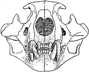 EB1911 Lion - Front View of Skull.jpg