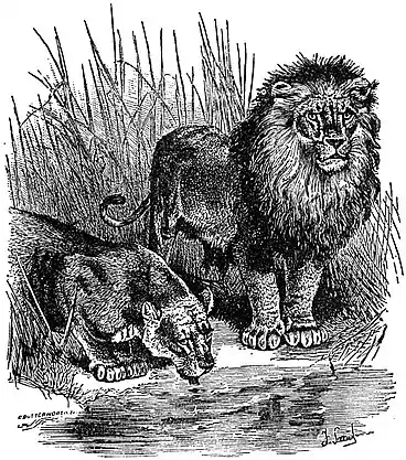 EB1911 Lion - Lion and Lioness.jpg