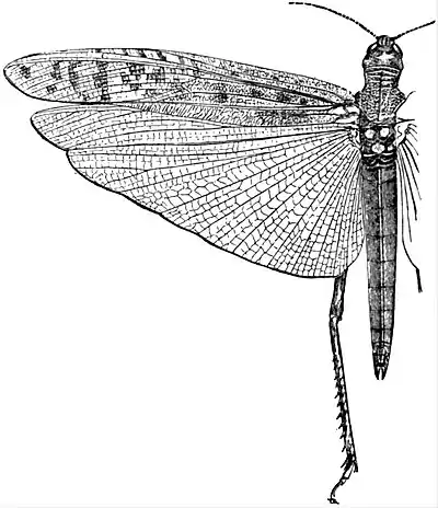 EB1911 Locust - Acridium peregrinum.jpg