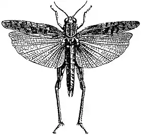 EB1911 Locust - Caloptenus italicus.jpg