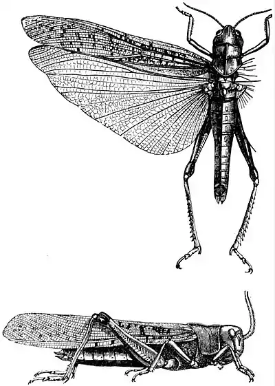 EB1911 Locust - Pachytylus migratorius.jpg