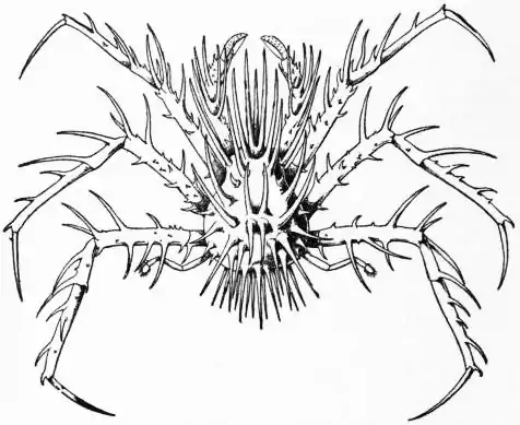 EB1911 Malacostraca - Fig. 1.—Neolithodes grimaldii.jpg