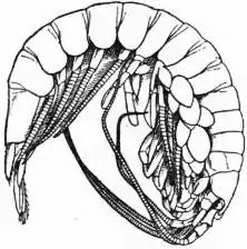 EB1911 Malacostraca - Fig. 2.—Anaspides tasmaniae.jpg