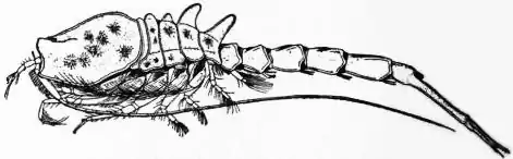 EB1911 Malacostraca - Fig. 3.—Pseudocuma pectinatum.jpg