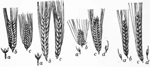 EB1911 Malt - Fig. 1–4.jpg