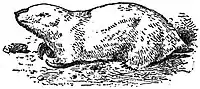 EB1911 Marsupial Mole.jpg