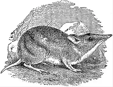 EB1911 Marsupiala - Gunn’s Bandicoot.jpg