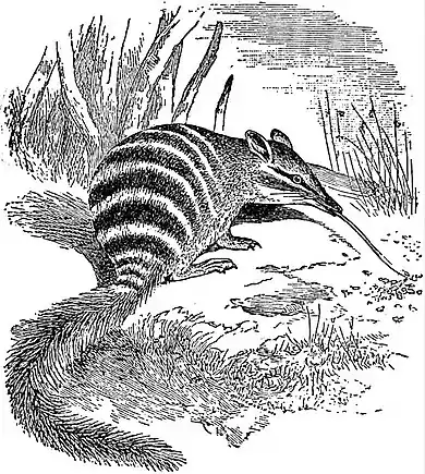 EB1911 Marsupialia - Banded Ant-eater.jpg