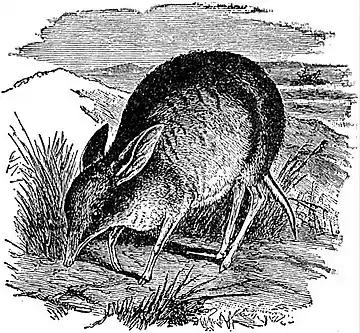 EB1911 Marsupialia - Pig-footed Bandicoot.jpg