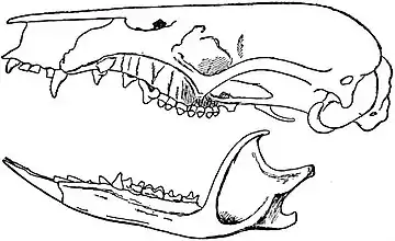 EB1911 Marsupialia - Skull of Caenolestes obscurus.jpg