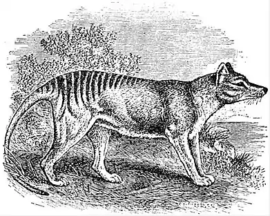 EB1911 Marsupialia - Tasmanian Wolf.jpg