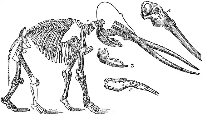 EB1911 Mastodon - Mastodon turicensis.jpg