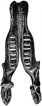 EB1911 Megatherium - Lower Jaw and Teeth.jpg