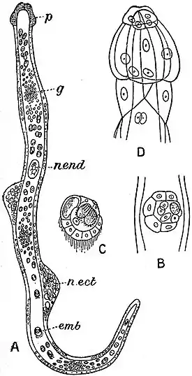 EB1911 Mesozoa - Dicyemennea eledones.jpg