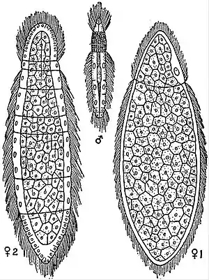 EB1911 Mesozoa - Rhopalura giardii.jpg