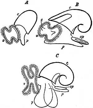 EB1911 Mollusca - “Veliger” embryonic form.jpg