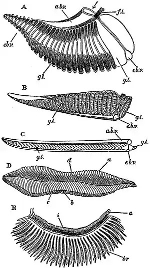 EB1911 Mollusca - Ctenidia of various Mollusca.jpg