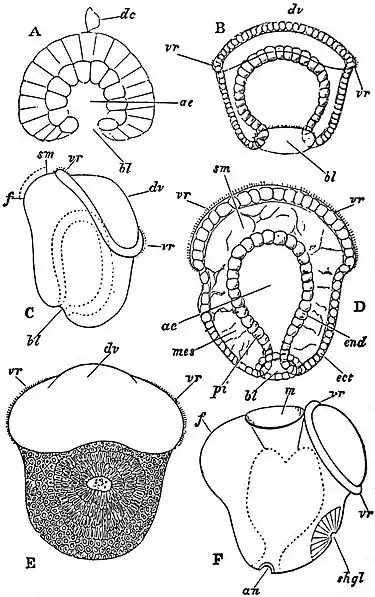 EB1911 Mollusca - Development of Paludina vivipara.jpg