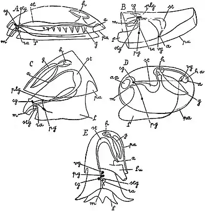 EB1911 Mollusca - five classes.jpg