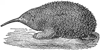 EB1911 Monotremata - Bruijn's Echidna.jpg