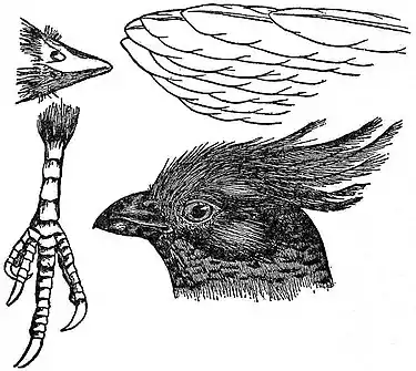 EB1911 Mouse-Bird.jpg