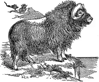 EB1911 Musk-ox.jpg