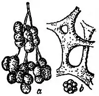 EB1911 Mycetozoa - Badhamia utricularis.jpg