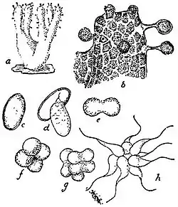 EB1911 Mycetozoa - Ceratiomyxa mucida.jpg