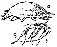 EB1911 Mycetozoa - Fuligo septica.jpg