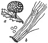 EB1911 Mycetozoa - Lepidoderma tigrinum.jpg