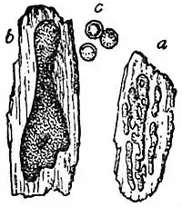 EB1911 Mycetozoa - Licea flexuosa.jpg