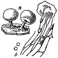 EB1911 Mycetozoa - Physarum nutans.jpg