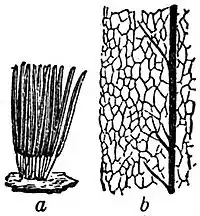 EB1911 Mycetozoa - Stemonitis splendens.jpg