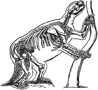 EB1911 Mylodon - Skeleton of Mylodon robustus.jpg