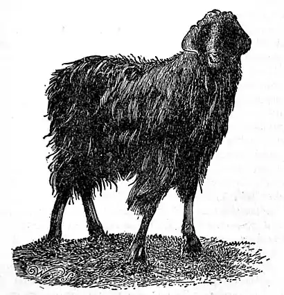 EB1911 Nubian Goat.jpg