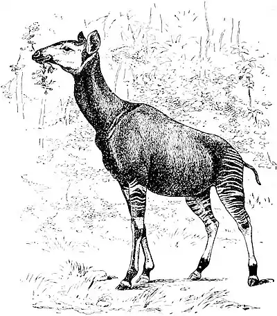 EB1911 Okapi - female.jpg