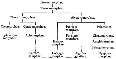 EB1911 Ornithology - Carinatae group affinities.jpg