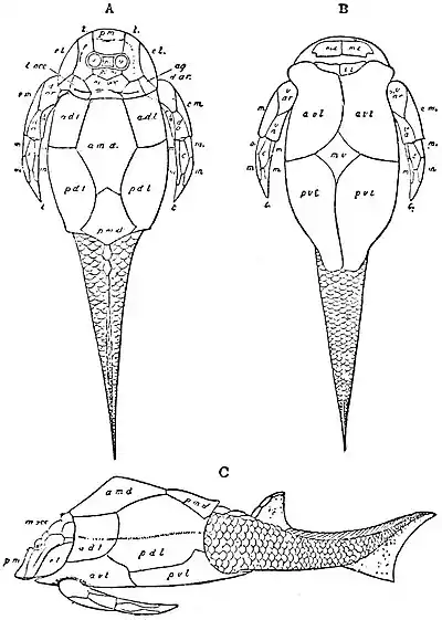 EB1911 Ostracoderms - Pterichthys milleri.jpg