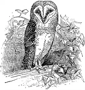 EB1911 Owl - Strix flammea.jpg