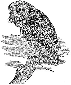 EB1911 Owl - Strix occidentalis.jpg