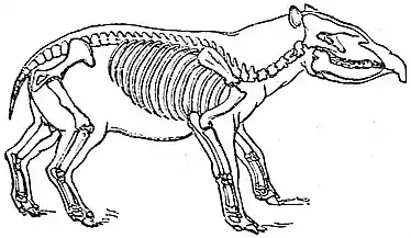 EB1911 Palaeotherium.jpg