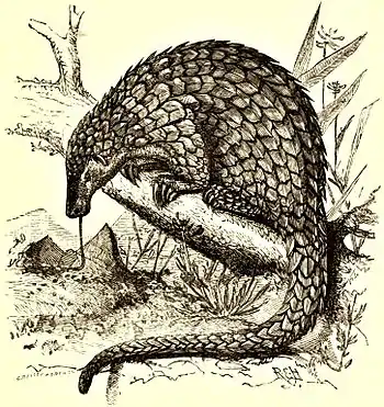 EB1911 Pangolin.jpg