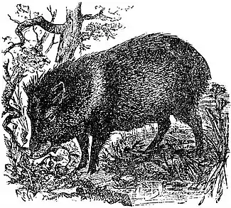 EB1911 Peccary - Dicotyles tajacu.jpg