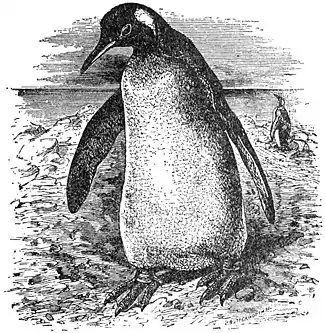 EB1911 Penguin - King-Penguin.jpg